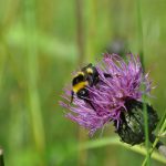 Pilegrimsleden fra Lysjøen til Hamar med quigong og mindfulnes