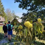 I pilegrimenes fotspor i Italia - formiddagstreff på Furuset