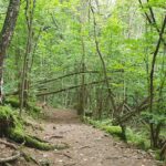 AVLYST: VANDRING GJENNOM BYMARKA I TRONDHEIM